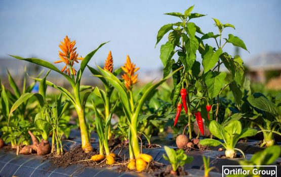 Boom in Asian and specialist crops